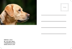 Animal&pets-company-postcard-20