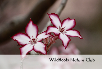 Manufacturing Mastery