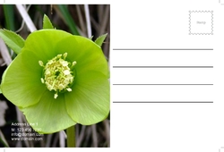 flowers-shop-postcard-7 Cara 2