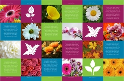 flower_brochure_4_india Cara 2